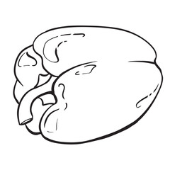 Obraz premium Linear sketch of paprika. Vector bell pepper. Black ink drawing of sweet pepper on white background. Spicy ingredient of Mexican and Indian cuisine.