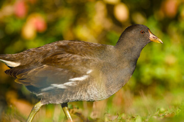 young common moorhen on a sunny autumn day close-up