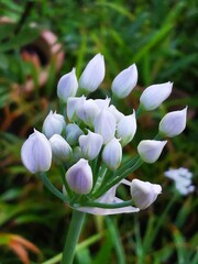 Fototapeta premium Selective focus of a bunch of onion flower in the garden with blurry background 