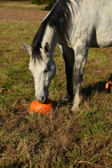 Gray horse with pumpkin