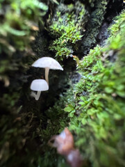 Macro shot of small mushrooms growing on a tree trunk.