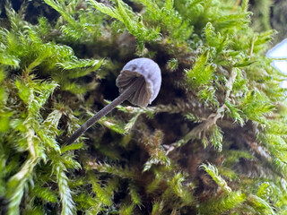 Macro shot of small mushrooms growing on a tree trunk.