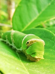 caterpillar on leaf