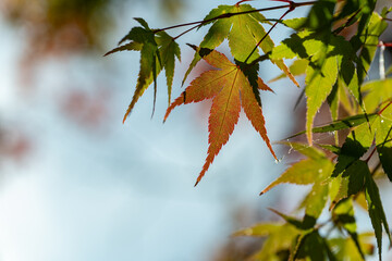紅葉したモミジ