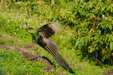 green peacock  birdwatching in the forest.
