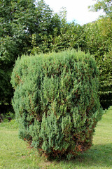 Siepe di Rosmarino nel prato