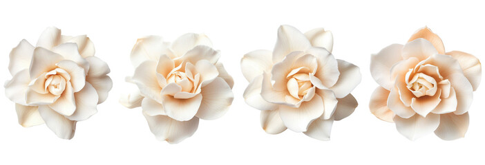 A collection of elegant white flowers arranged beautifully, perfect for spring-themed designs and projects, transparent background.