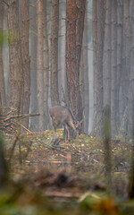 Beatifull wildlife animal in the wild