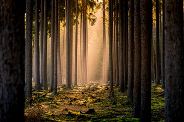 Beatifull sunrise in Czech forest