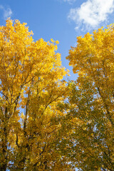 Autumn trees with yellow leaves against the blue sky.