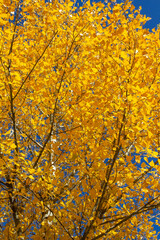 Tree branches with yellow leaves against the blue sky.