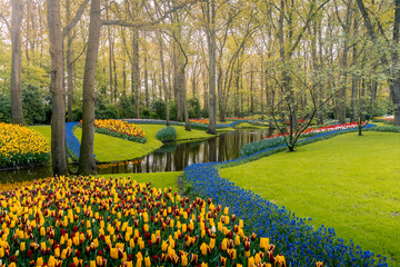 Obraz premium Amazing Keukenhof garden without people