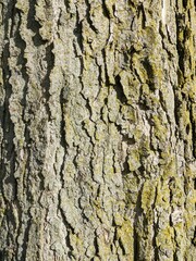 Close Up Tree Bark