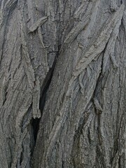 Close Up Tree Bark