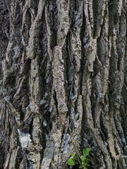 Close Up Tree Bark