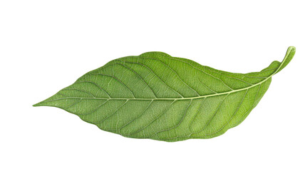 Leaf to uncover nature's beautiful isolate on transparent background, png, cutout