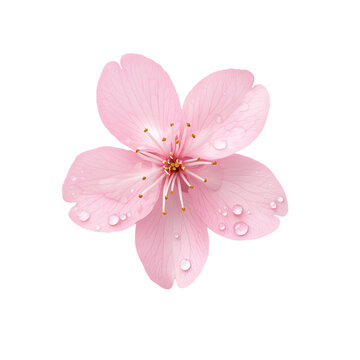 Beautiful pink cherry blossom flower with dew drops on white isolated background. transparent background