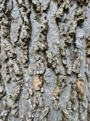 Obraz premium Close Up Tree Bark