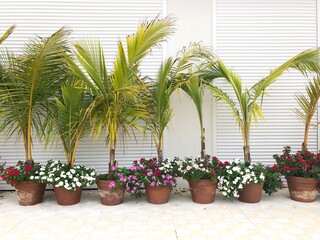 Fototapeta premium Palm trees in a line