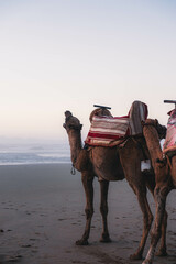 海に向かって叫ぶラクダ