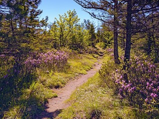 Obraz premium Forest hiking trail lined with purple wildflowers in spring
