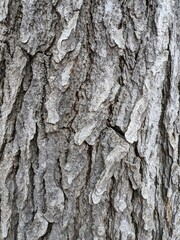 Close Up Tree Bark