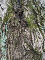 Close Up Tree Bark