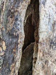 Close Up Tree Bark