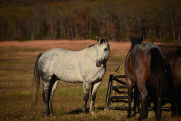 Obraz premium Gray horse in field