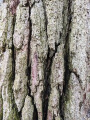 Close Up Tree Bark
