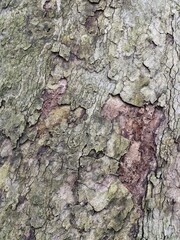 Close Up Tree Bark
