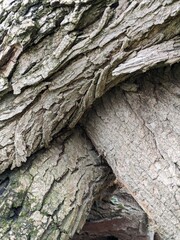Close Up Tree Bark