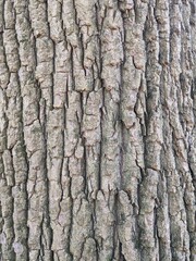 Close Up Tree Bark