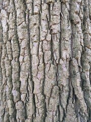 Close Up Tree Bark