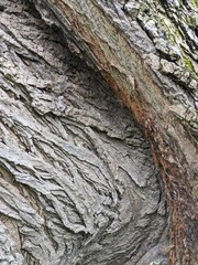 Close Up Tree Bark