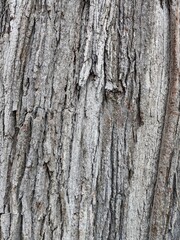 Obraz premium Close Up Tree Bark