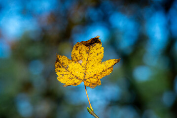 Samotny jesienny liść na drzewie 