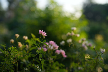 small pink rose blooming with close up