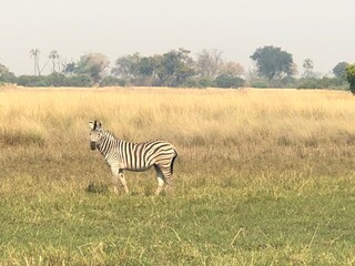 Obraz premium Incredible scenes from a luxury Safari in Botswana and Namibia, Africa 