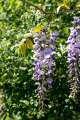 Obraz premium The wisteria flower