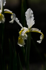 Veiled iris (Iris Spurio)