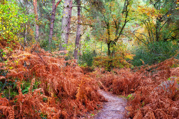 Autumn season in Fontainebleau forest. Cuvier-Châtillon rock