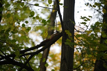 squirrel