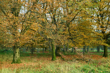 Ein Herbsttag in Tiergarten Hannover