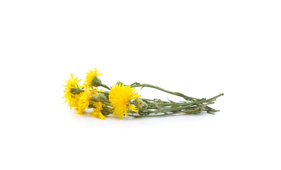 Bouquet of yellow dandelions.