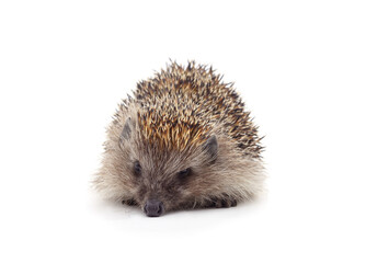 One brown hedgehog.