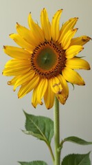 Obraz premium Resilience of Life: A Single Sunflower with Wilting Petals