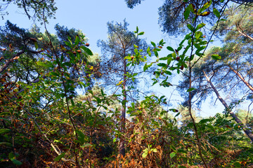 Autumn season in the cuvier-châtillon rock. Fontainebleau forest