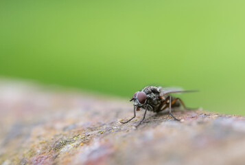 A Plumbing Fly