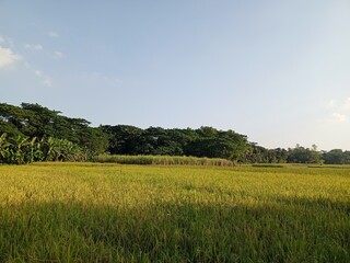 beautiful view of the park, Nature background